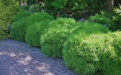 Franklins Gem Dwarf Boxwood - 6 Pack Of 1 Gallon Pots -Best Bush Shop Picture Boxwood Franklins Gem 2