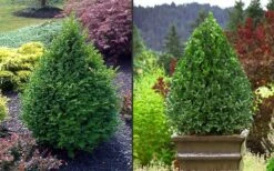 Green Mountain Boxwood - 3 Gallon Pot 13 Green Mountain Boxwood - 3 Gallon Pot -Best Bush Shop Picture Boxwood Green Mountain 2