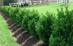 Green Mountain Boxwood - 5 Gallon Pot 11 Green Mountain Boxwood - 5 Gallon Pot -Best Bush Shop Picture Boxwood Green Mountain Hedge 4