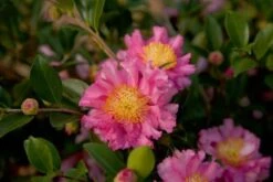 October Magic Carpet Dwarf Camellia - 2.5 Quart Pot -Best Bush Shop Picture Camellia Sasanqua October Magic Carpet