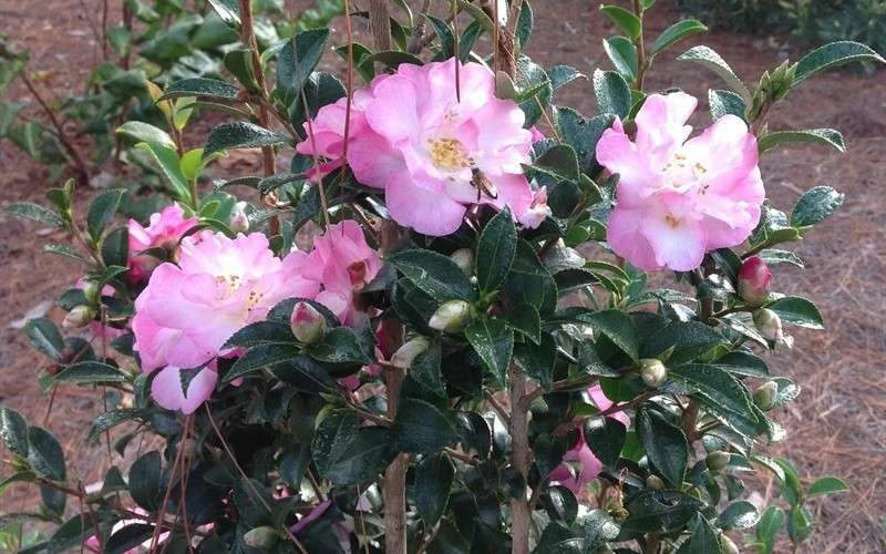 October Magic Orchid Camellia - 7 Gallon Pot 5 October Magic Orchid Camellia - 7 Gallon Pot - Image 5