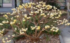Winter Gold Edgeworthia Chrysantha - Paper Bush - 5 Gallon Pot 23 Winter Gold Edgeworthia Chrysantha - Paper Bush - 5 Gallon Pot -Best Bush Shop Picture Edgeworthia Paper Bush 3