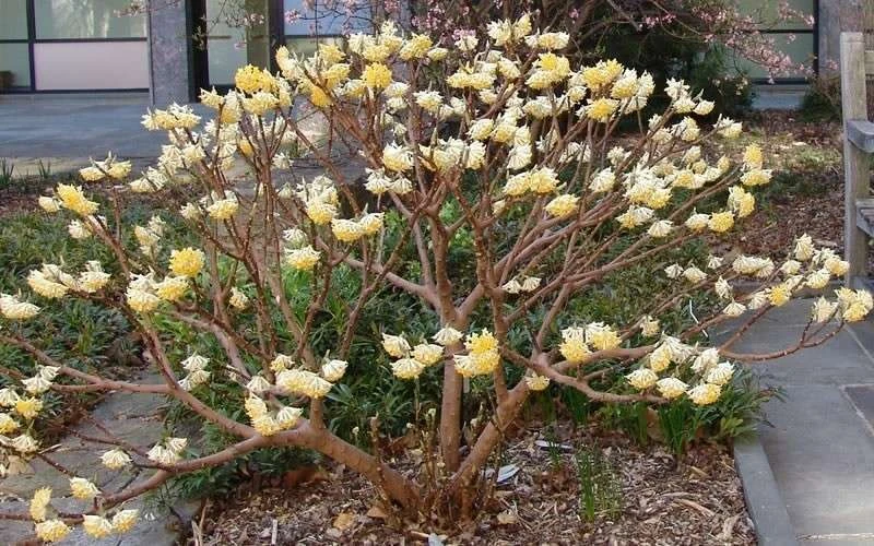 Winter Gold Edgeworthia Chrysantha - Paper Bush - 5 Gallon Pot 12 Winter Gold Edgeworthia Chrysantha - Paper Bush - 5 Gallon Pot - Image 12