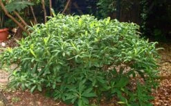 Winter Gold Edgeworthia Chrysantha - Paper Bush - 5 Gallon Pot 22 Winter Gold Edgeworthia Chrysantha - Paper Bush - 5 Gallon Pot -Best Bush Shop Picture Edgeworthia Shrub