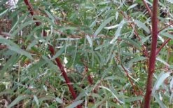 Angus Cold Hardy Eucalyptus Tree (Eucalyptus Nicholii) - 6 Pack Of 1 Gallon Pots 12 Angus Cold Hardy Eucalyptus Tree (Eucalyptus Nicholii) - 6 Pack Of 1 Gallon Pots -Best Bush Shop Picture Eucalyptus Tree Anugus Willow Leaf Peppermint 5