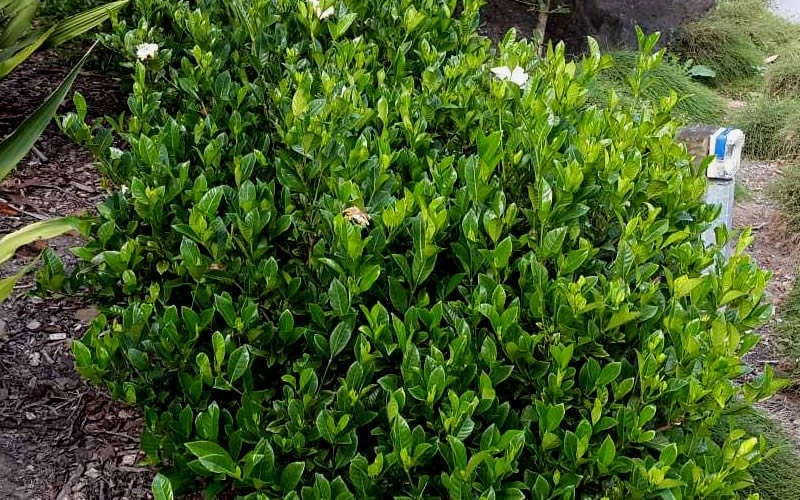 August Beauty Gardenia - 3 Gallon Pot 6 August Beauty Gardenia - 3 Gallon Pot - Image 6