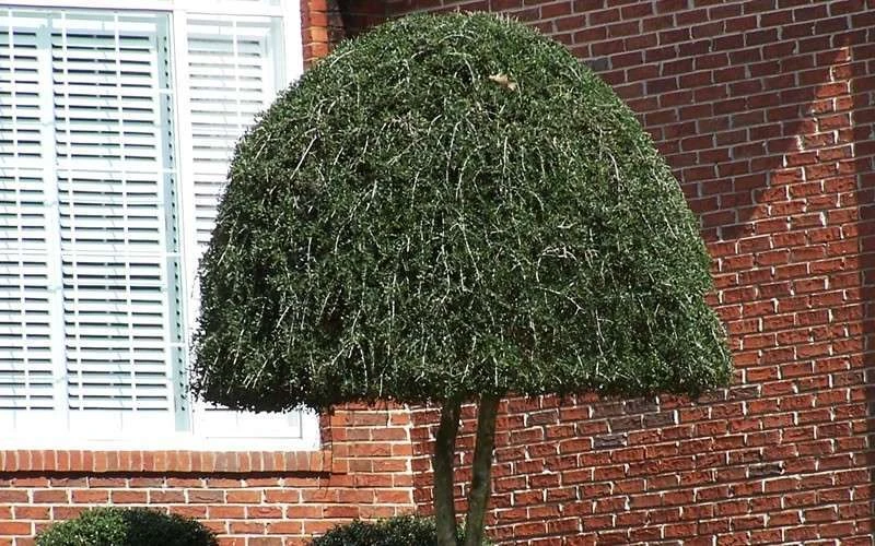 Weeping Yaupon Holly (Ilex Vomitoria 'Pendula') - 7 Gallon Pot (7-8') 5 Weeping Yaupon Holly (Ilex Vomitoria 'Pendula') - 7 Gallon Pot (7-8') - Image 5