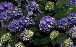 Bloomstruck Endless Summer Hydrangea - 2 Gallon Pot -Best Bush Shop Picture Hydrangea Bloomstruck