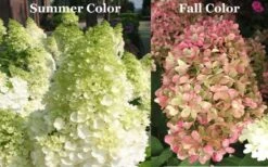 Limelight PeeGee Hydrangea - 1 Gallon Pot 15 Limelight PeeGee Hydrangea - 1 Gallon Pot -Best Bush Shop Picture Hydrangea Limelight 3