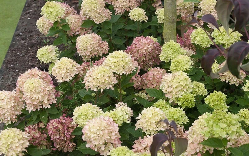 Little Lime Hydrangea - 1 Gallon Pot 6 Little Lime Hydrangea - 1 Gallon Pot - Image 6
