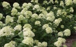 Little Lime Hydrangea - 1 Gallon Pot 11 Little Lime Hydrangea - 1 Gallon Pot -Best Bush Shop Picture Hydrangea Little Lime 3 1