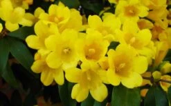 Butterscotch Yellow Jasmine (Jessamine) - Gelsemium Sempervirens - 1 Gallon Pot -Best Bush Shop Picture Jasmine Butterscotch 2