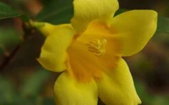 Butterscotch Yellow Jasmine (Jessamine) - Gelsemium Sempervirens - 1 Gallon Pot -Best Bush Shop Picture Jasmine Butterscotch 4