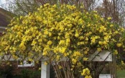 Butterscotch Yellow Jasmine (Jessamine) - Gelsemium Sempervirens - 1 Gallon Pot -Best Bush Shop Picture Jasmine Butterscotch Jessamine 3