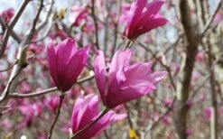 Ann Magnolia Tulip Tree - 5 Gallon Pot -Best Bush Shop Picture Magnolia Ann 1