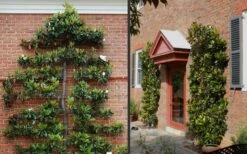 Kay Parris Southern Magnolia - 3 Gallon Pot 15 Kay Parris Southern Magnolia - 3 Gallon Pot -Best Bush Shop Picture Magnolia Little Gem Espalier 2 1