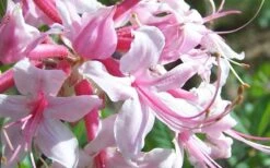Varnadoes Phlox Pink Native Azalea - Rhododendron Canescens - 3 Gallon Pot 15 Varnadoes Phlox Pink Native Azalea - Rhododendron Canescens - 3 Gallon Pot -Best Bush Shop Picture Native Azalea Varnadoes Pink Phlox Closeup