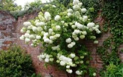Chinese Snowball Viburnum Bush - 7 Gallon Pot (2-3') 13 Chinese Snowball Viburnum Bush - 7 Gallon Pot (2-3') -Best Bush Shop Picture Viburnum Chinese Snowball Espalier 1