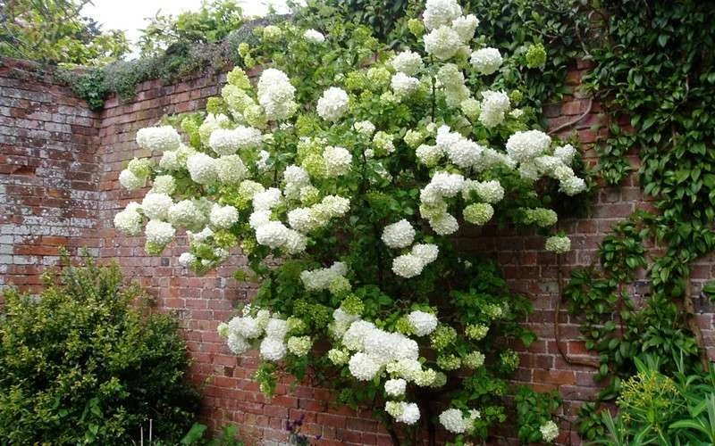 Chinese Snowball Viburnum Bush - 3 Gallon Pot 6 Chinese Snowball Viburnum Bush - 3 Gallon Pot - Image 6