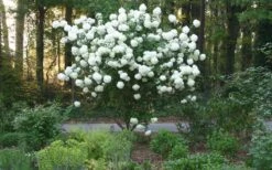 Chinese Snowball Viburnum Bush - 3 Gallon Pot 14 Chinese Snowball Viburnum Bush - 3 Gallon Pot -Best Bush Shop Picture Viburnum Chinese Snowball Tree 1