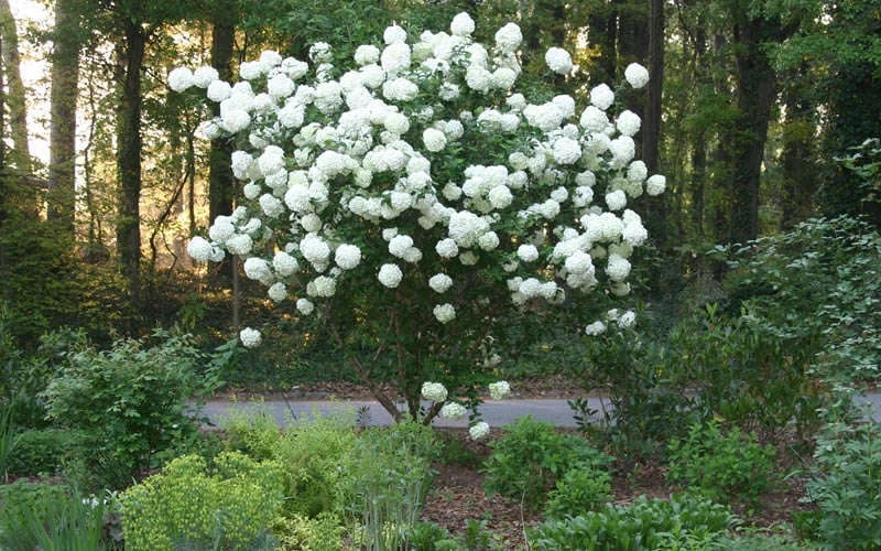 Chinese Snowball Viburnum Bush - 3 Gallon Pot 7 Chinese Snowball Viburnum Bush - 3 Gallon Pot - Image 7