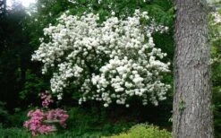 Chinese Snowball Viburnum Bush - 7 Gallon Pot (2-3') 15 Chinese Snowball Viburnum Bush - 7 Gallon Pot (2-3') -Best Bush Shop Picture Viburnum Chinese Snowball Tree 2 1