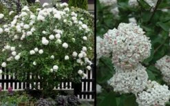 Fragrant Snowball Viburnum Carlecephalum - 3 Gallon Pot -Best Bush Shop Picture Viburnum Fragrant Snowball 4
