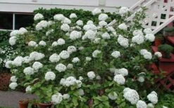 Fragrant Snowball Viburnum Carlecephalum - 3 Gallon Pot -Best Bush Shop Picture Viburnum Fragrant Snowball Carlcephalum 2
