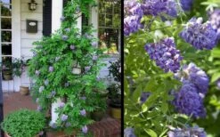 Amethyst Falls Wisteria Vine - 3 Gallon Pot -Best Bush Shop Picture Wisteria Amethyst Falls 2