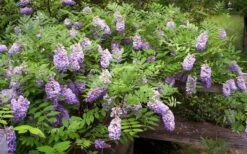 Amethyst Falls Wisteria Vine - 3 Gallon Pot -Best Bush Shop Picture Wisteria Amethyst Falls 5