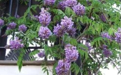 Amethyst Falls Wisteria Vine - 3 Gallon Pot -Best Bush Shop Picture Wisteria Amethyst Falls Vine 1