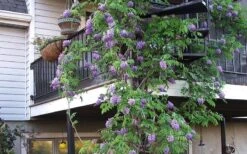 Amethyst Falls Wisteria Vine - 3 Gallon Pot -Best Bush Shop Picture Wisteria Amethyst Falls Vine