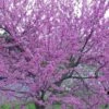 Eastern Redbud - 5 Gallon Pot