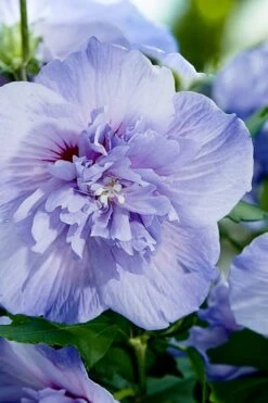Blue Chiffon Rose Of Sharon - 2 Gallon Pot 11 Blue Chiffon Rose Of Sharon - 2 Gallon Pot -Best Bush Shop Rose Of Sharon Blue Chiffon 10