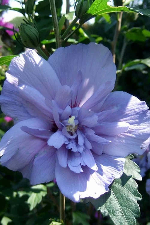 Blue Chiffon Rose Of Sharon - 2 Gallon Pot 1 Blue Chiffon Rose Of Sharon - 2 Gallon Pot