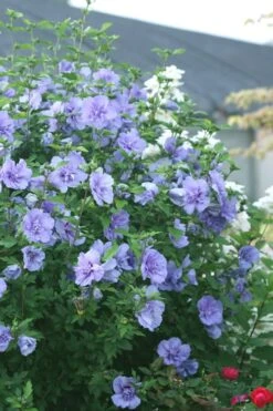Blue Chiffon Rose Of Sharon - 2 Gallon Pot 10 Blue Chiffon Rose Of Sharon - 2 Gallon Pot -Best Bush Shop Rose Of Sharon Blue Chiffon 5