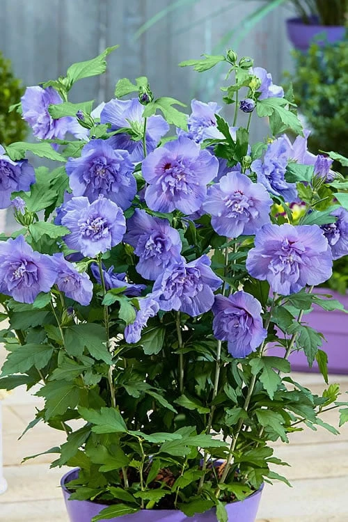 Blue Chiffon Rose Of Sharon - 2 Gallon Pot 6 Blue Chiffon Rose Of Sharon - 2 Gallon Pot - Image 6