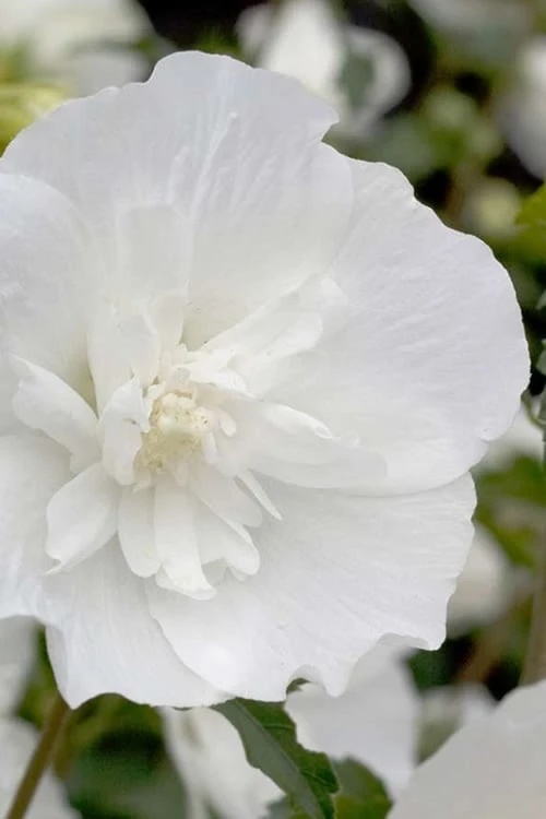 White Pillar Rose Of Sharon - 2 Gallon Pot 4 White Pillar Rose Of Sharon - 2 Gallon Pot - Image 4