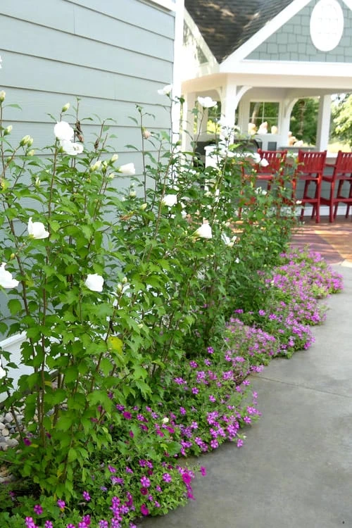 White Pillar Rose Of Sharon - 2 Gallon Pot 5 White Pillar Rose Of Sharon - 2 Gallon Pot - Image 5