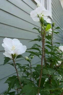 White Pillar Rose Of Sharon - 2 Gallon Pot 13 White Pillar Rose Of Sharon - 2 Gallon Pot -Best Bush Shop Rose of Sharon White Pillar 5