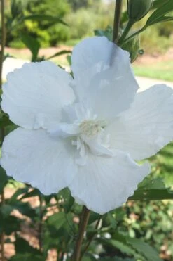 White Pillar Rose Of Sharon - 2 Gallon Pot 12 White Pillar Rose Of Sharon - 2 Gallon Pot -Best Bush Shop Rose of Sharon White Pillar 7