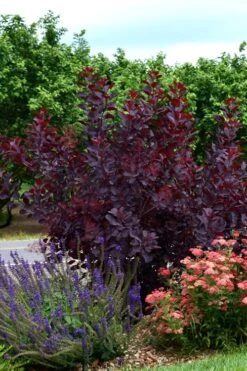Royal Purple Smoke Tree (Smokebush) - Cotinus Coggygria - 3 Gallon Pot 18 Royal Purple Smoke Tree (Smokebush) - Cotinus Coggygria - 3 Gallon Pot -Best Bush Shop SMoke Tree Royal Purple 20