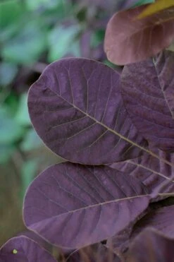 Royal Purple Smoke Tree (Smokebush) - Cotinus Coggygria - 3 Gallon Pot 15 Royal Purple Smoke Tree (Smokebush) - Cotinus Coggygria - 3 Gallon Pot -Best Bush Shop SMoke Tree Royal Purple 22