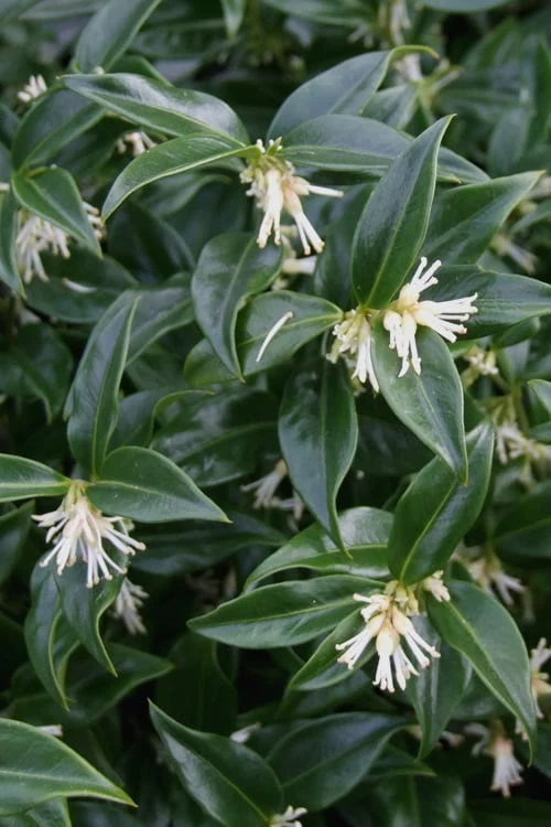 Confused Sweet Box (Sarcococca Confusa) - 6 Pack Of 1 Gallon Pots 1 Confused Sweet Box (Sarcococca Confusa) - 6 Pack Of 1 Gallon Pots
