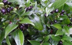 Confused Sweet Box (Sarcococca Confusa) - 6 Pack Of 1 Gallon Pots 14 Confused Sweet Box (Sarcococca Confusa) - 6 Pack Of 1 Gallon Pots -Best Bush Shop Sarcacocca Confusa Berries 10