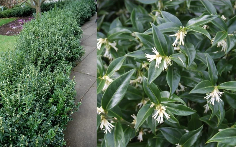 Confused Sweet Box (Sarcococca Confusa) - 6 Pack Of 1 Gallon Pots 8 Confused Sweet Box (Sarcococca Confusa) - 6 Pack Of 1 Gallon Pots - Image 8