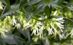 Confused Sweet Box (Sarcococca Confusa) - 6 Pack Of 1 Gallon Pots 13 Confused Sweet Box (Sarcococca Confusa) - 6 Pack Of 1 Gallon Pots -Best Bush Shop Sarcacocca Confusa Flowers 5