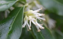 Confused Sweet Box (Sarcococca Confusa) - 6 Pack Of 1 Gallon Pots 11 Confused Sweet Box (Sarcococca Confusa) - 6 Pack Of 1 Gallon Pots -Best Bush Shop Sarcococca Confusa Sweet Box Flower Closeup