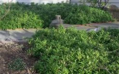 Confused Sweet Box (Sarcococca Confusa) - 6 Pack Of 1 Gallon Pots 12 Confused Sweet Box (Sarcococca Confusa) - 6 Pack Of 1 Gallon Pots -Best Bush Shop Sarcococca Confusa Sweet Box In Landscape