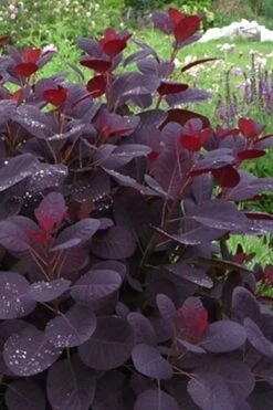 Royal Purple Smoke Tree (Smokebush) - Cotinus Coggygria - 3 Gallon Pot 19 Royal Purple Smoke Tree (Smokebush) - Cotinus Coggygria - 3 Gallon Pot -Best Bush Shop Smoke Tree Royal Purple 11